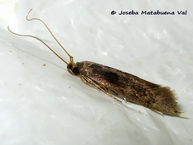 Micro da id. - Opogona omoscopa, Tineidae